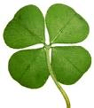 shamrock