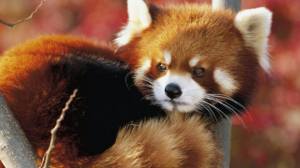 11054330_1002526439772488_7796099912987230590_n